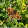 melitaea cinxia imago1 don